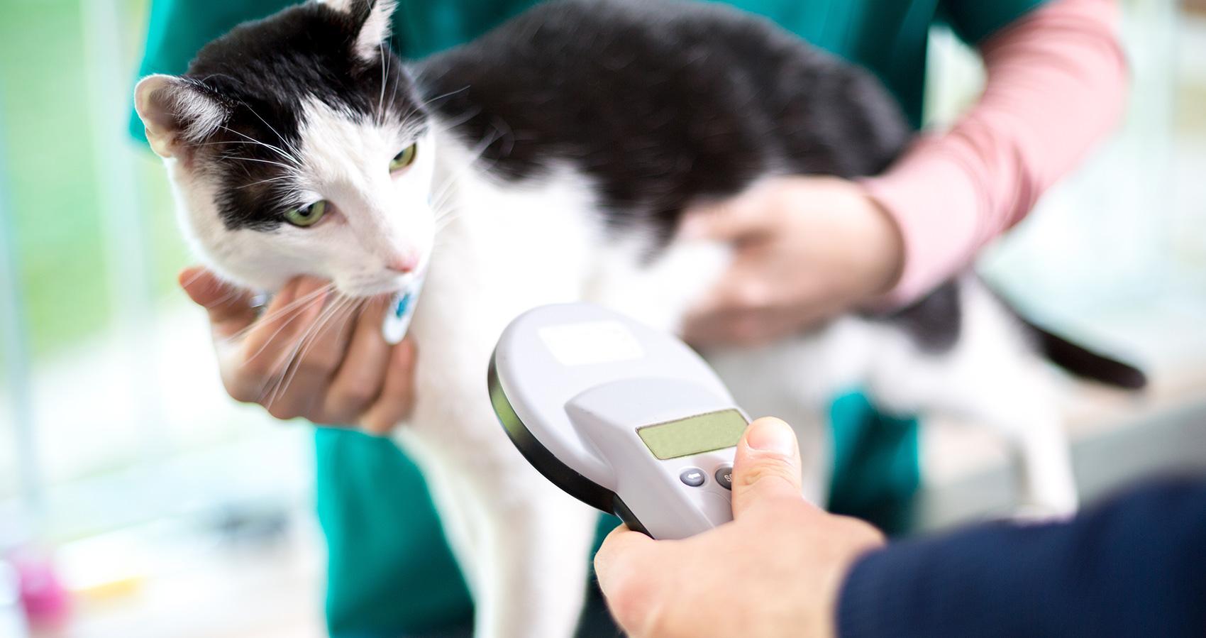 Microchipping2