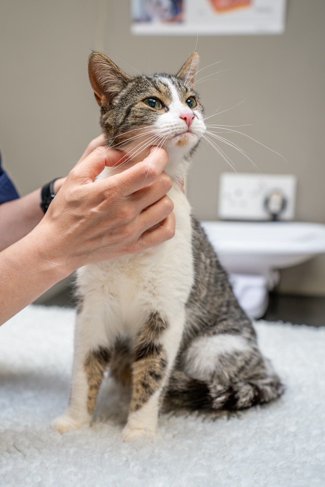 Village Vets (Web) 073